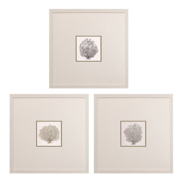 Corals B Set of 3